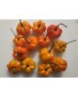 Hot Pepper ‘Orange Scotch Bonnet’ Seeds (Certified Organic)