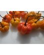 Hot Pepper ‘Orange Scotch Bonnet’ Seeds (Certified Organic)