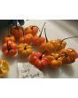 Hot Pepper ‘Orange Scotch Bonnet’ Seeds (Certified Organic)