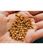 Hardy Prickly Pear Cactus Seeds (Certified Organic)