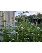 Valerian Plant 