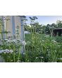Valerian Plant 