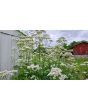 Valerian Plant 