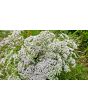 Valerian Plant 