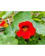 Nasturtium 'Fiesta Mix' Seeds (Certified Organic)