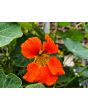 Nasturtium 'Fiesta Mix' Seeds (Certified Organic)
