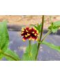 Zinnia 'Aztec Sunset Mix' Seeds (Certified Organic)