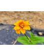 Zinnia 'Aztec Sunset Mix' Seeds (Certified Organic)