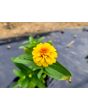 Zinnia 'Aztec Sunset Mix' Seeds (Certified Organic)