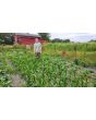 'Melinda's Mini Blue Popcorn' Corn Seeds