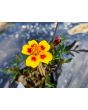 Marigold 'Jaguar' Seeds (Certified Organic)