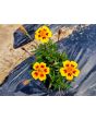 Marigold 'Jaguar' Seeds (Certified Organic)