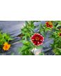 Zinnia 'Aztec Sunset Mix' Seeds (Certified Organic)