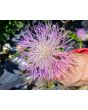 Basket Flower 'Pink' Seeds (Certified Organic)