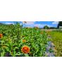 Zinnia 'Aztec Sunset Mix' Seeds (Certified Organic)