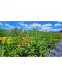 Zinnia 'Aztec Sunset Mix' Seeds (Certified Organic)