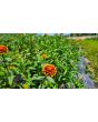 Zinnia 'Aztec Sunset Mix' Seeds (Certified Organic)