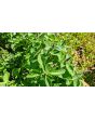 Basil 'Blue Spice' Seeds (Certified Organic)