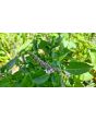 Basil 'Blue Spice' Seeds (Certified Organic)