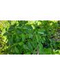 Basil 'Blue Spice' Seeds (Certified Organic)