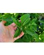 Basil 'Blue Spice' Seeds (Certified Organic)