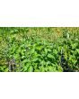 Basil 'Blue Spice' Seeds (Certified Organic)
