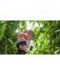 Tomato 'Bella' Seeds (Certified Organic)