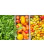 Tomato 'Bella' Seeds (Certified Organic)