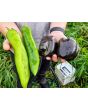 Bell Pepper 'Purple Beauty' Seeds (Certified Organic)