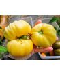 Tomato 'Ghost' Seeds (Certified Organic)