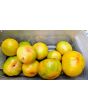 Tomato 'Eye of the Dingo' Seeds (Certified Organic)