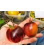 Tomato 'Blue Smoke' Seeds (Certified Organic)