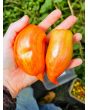 Tomato 'Bella' Seeds (Certified Organic)