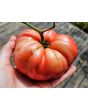 Dwarf Tomato 'Snakebite' Seeds (Certified Organic)