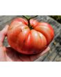Dwarf Tomato 'Snakebite' Seeds (Certified Organic)