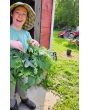 Kale 'Red Russian' Seeds (Certified Organic)
