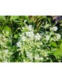 White Borage Seeds (Certified Organic)
