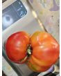 Dwarf Tomato 'Snakebite' Seeds (Certified Organic)