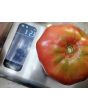 Dwarf Tomato 'Snakebite' Seeds (Certified Organic)