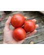 Tomato 'Ukrainian Ultra Early' Seeds (Certified Organic)