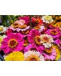 Zinnia 'Candy Mix' Seeds (Certified Organic)