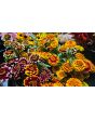Zinnia 'Aztec Sunset Mix' Seeds (Certified Organic)