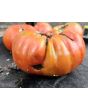 Tomato 'Behemoth King' Seeds (Certified Organic)
