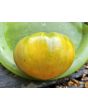 Tomato 'Azoychka' Seeds (Certified Organic)
