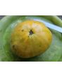 Tomato 'Azoychka' Seeds (Certified Organic)