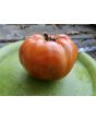 Tomato 'Italian Beefsteak' Seeds (Certified Organic)