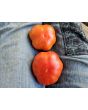 Tomato 'Super Marmande' Seeds (Certified Organic)