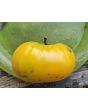 Tomato 'Barnyard' Seeds (Certified Organic)
