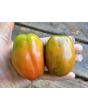 Dwarf Tomato 'San Marzano' Seeds (Certified Organic)