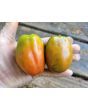 Dwarf Tomato 'San Marzano' Seeds (Certified Organic)